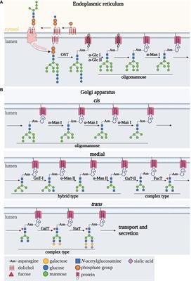 The role of N-glycosylation in B-cell biology and IgG activity. The aspects of autoimmunity and anti-inflammatory therapy